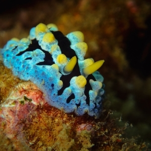 Nudibranch