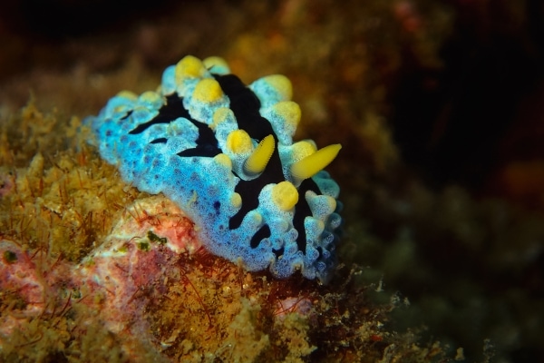Nudibranch
