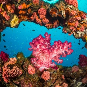 Pink soft coral