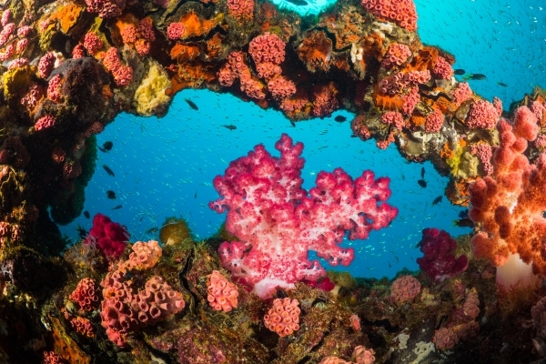 Pink soft coral
