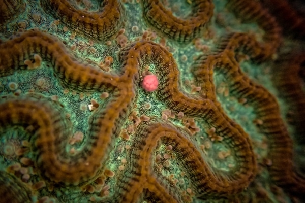 Braincoral egg-sperm bundle