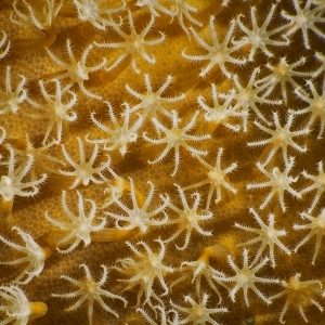 Mushroom leather coral polyps