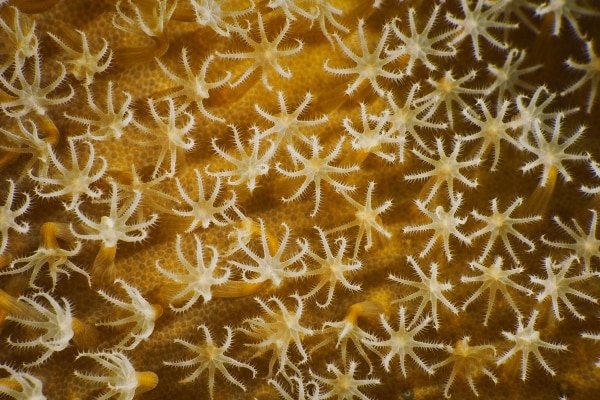 Mushroom leather coral polyps