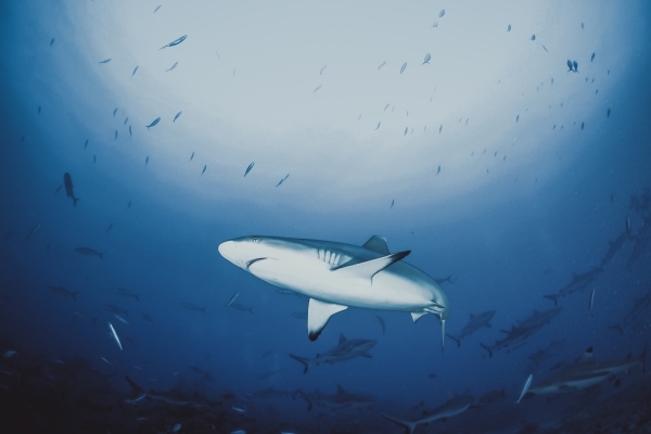 Surrounded by sharks