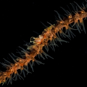 Gold spotted cleaner shrimp