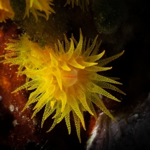 Yellow Sun Coral