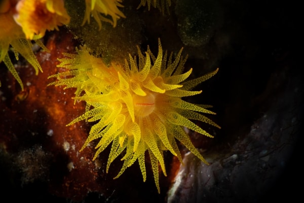 Yellow Sun Coral