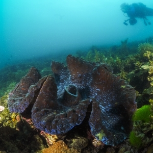 Tridacna_Diver