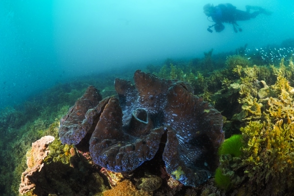 Tridacna_Diver