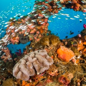 Vibrant Coral Reef