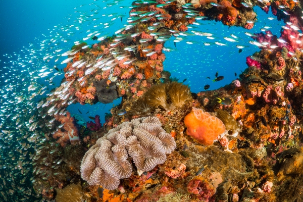 Vibrant Coral Reef