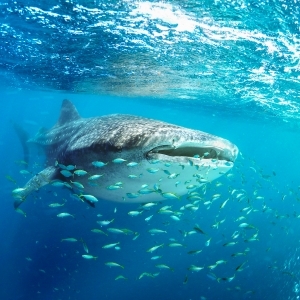 Whale shark