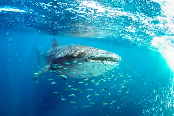 Whale shark