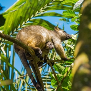 Bennetts Tree Kangaroo