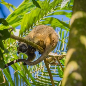 Bennetts Tree Kangaroo