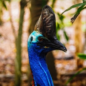 Cassowary
