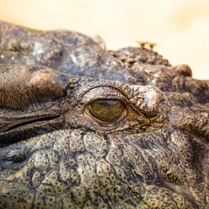 Crocodile eye