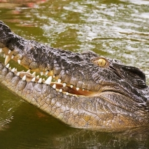 Crocodile