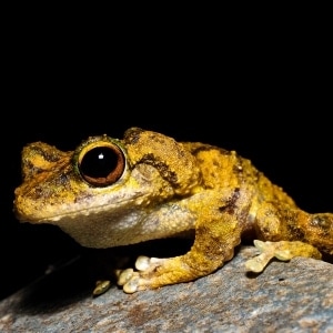 Green-eyed Tree Frog Litoria serrata