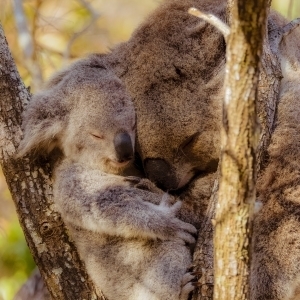 Koala-1