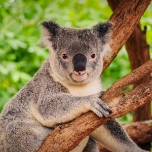 Koala-2