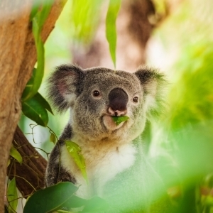 Koala-3