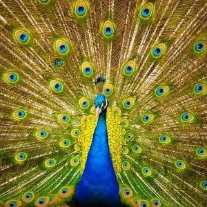 Peacock