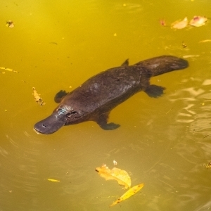 Platypus in a river