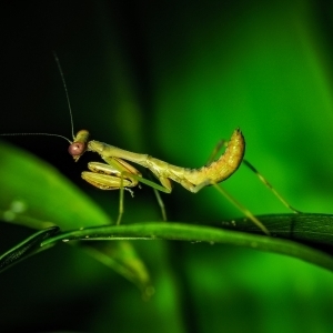 Praying Mantis with red eyes