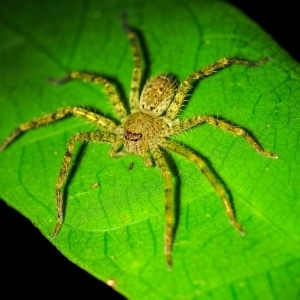 Spider