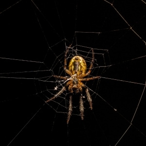 Spiders web