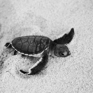 Turtle hatchling